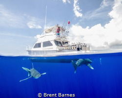Oceanic White Tips buzzing the dive boat at Cat Island! by Brent Barnes 